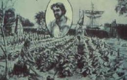 Rolfe dans sa plantation de tabac